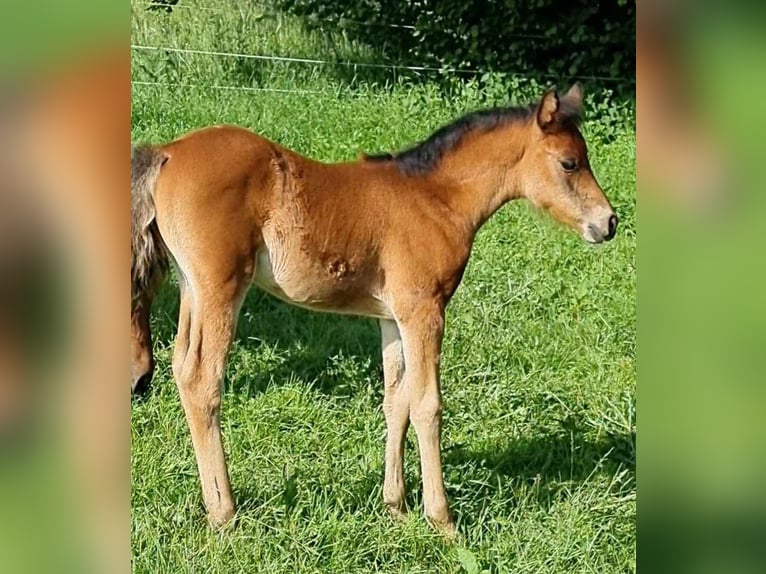 Arabisch Partbred Merrie 1 Jaar 150 cm Bruin in Haunetal