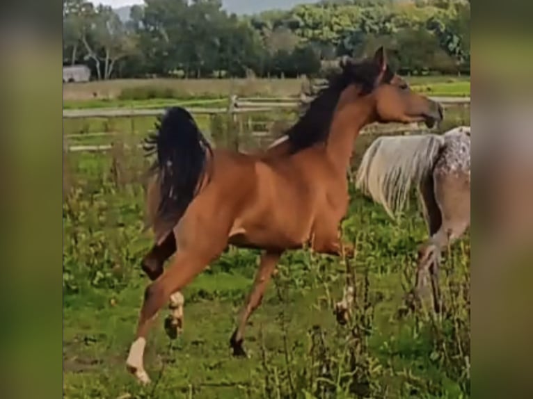 Arabisch Partbred Merrie 1 Jaar 150 cm Bruin in Haunetal
