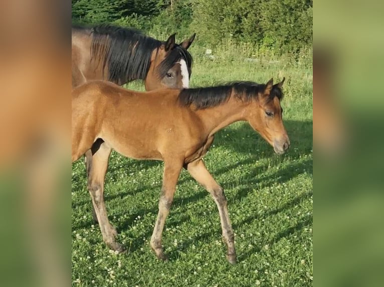Arabisch Partbred Merrie 1 Jaar 150 cm Bruin in Haunetal