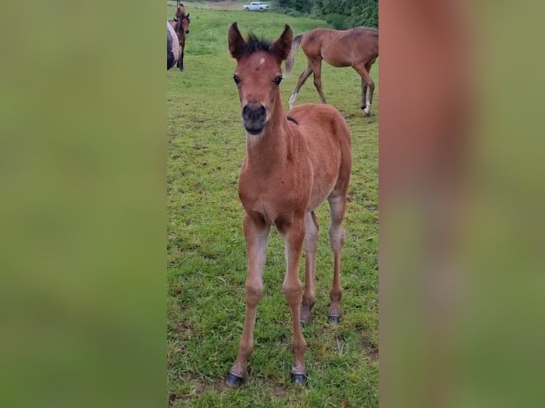 Arabisch Partbred Merrie 1 Jaar 150 cm Bruin in Haunetal
