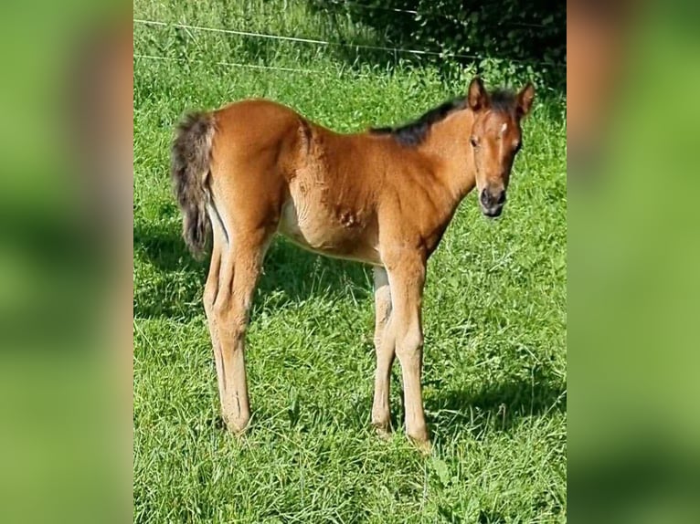 Arabisch Partbred Merrie 1 Jaar 150 cm Bruin in Haunetal