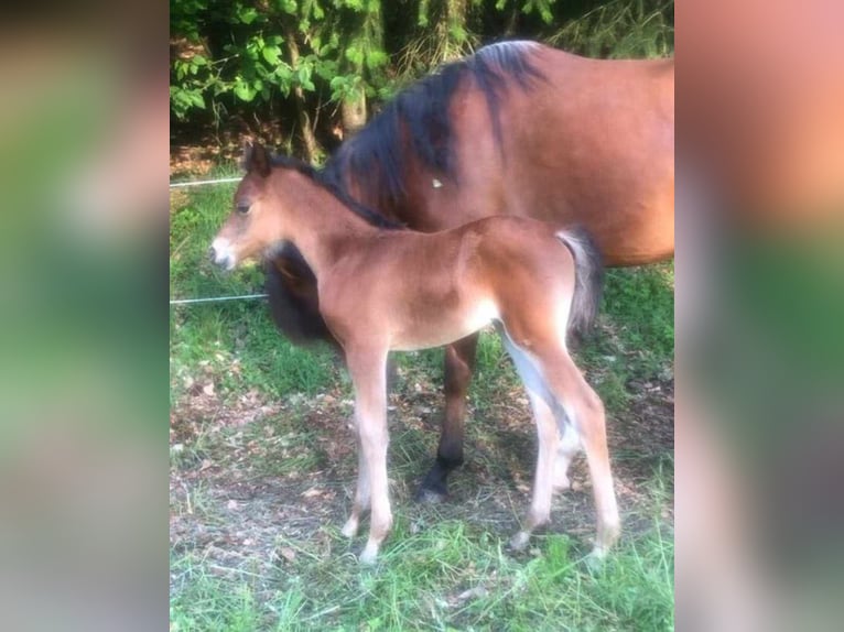 Arabisch Partbred Merrie 1 Jaar 150 cm Bruin in Haunetal