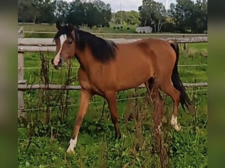 Arabisch Partbred Merrie 1 Jaar 150 cm Bruin in Haunetal