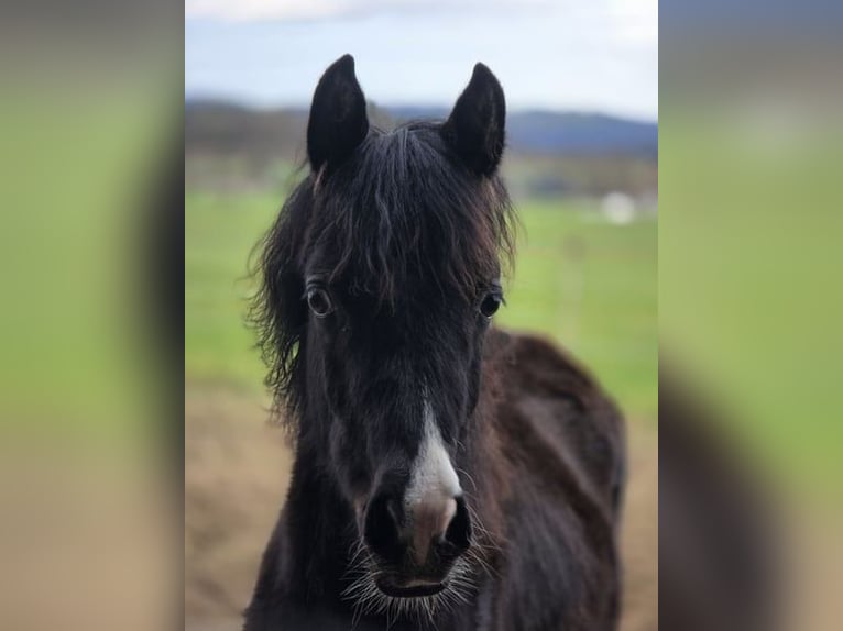 Arabisch Partbred Merrie 1 Jaar 150 cm Zwart in Hagendorn