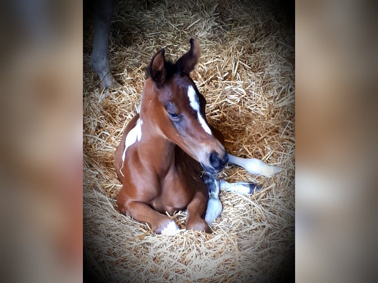 Arabisch Partbred Merrie 1 Jaar 154 cm Tobiano-alle-kleuren in Sulingen