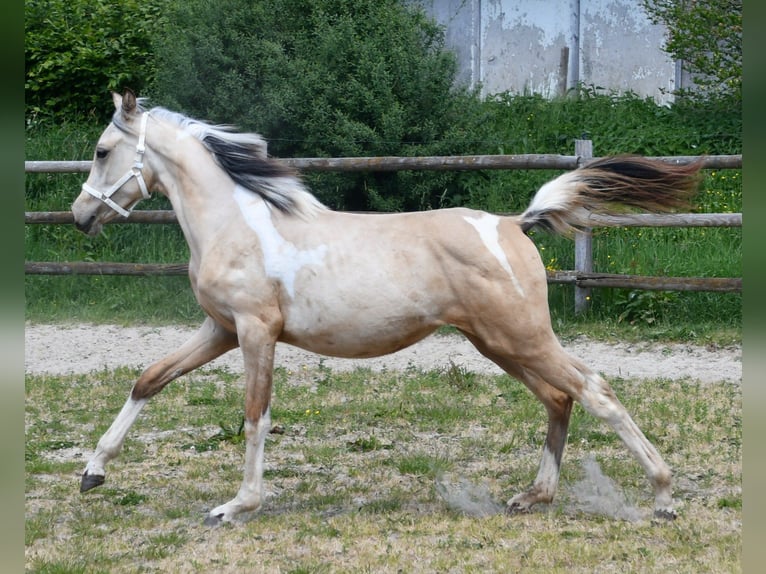 Arabisch Partbred Merrie 1 Jaar 155 cm Buckskin in D&#xFC;sseldorf