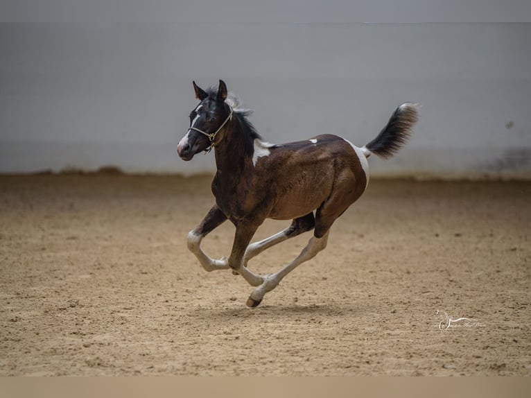 Arabisch Partbred Merrie 1 Jaar 155 cm in Kleblach-Lind