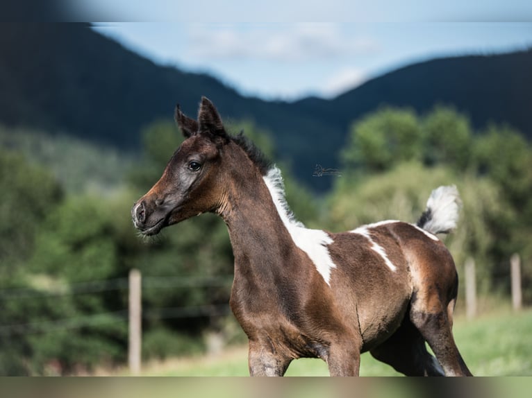 Arabisch Partbred Merrie 1 Jaar 155 cm Gevlekt-paard in Puchberg am Schneeberg