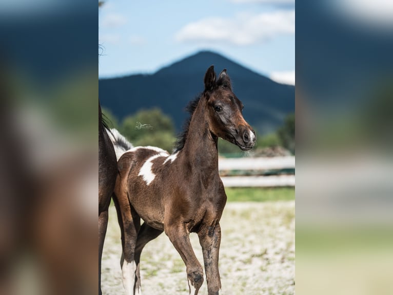 Arabisch Partbred Merrie 1 Jaar 155 cm Gevlekt-paard in Puchberg am Schneeberg