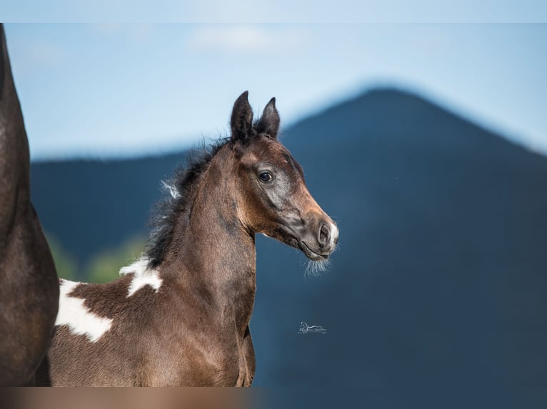 Arabisch Partbred Merrie 1 Jaar 155 cm Gevlekt-paard in Puchberg am Schneeberg