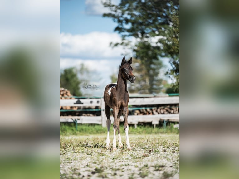 Arabisch Partbred Merrie 1 Jaar 155 cm Gevlekt-paard in Puchberg am Schneeberg