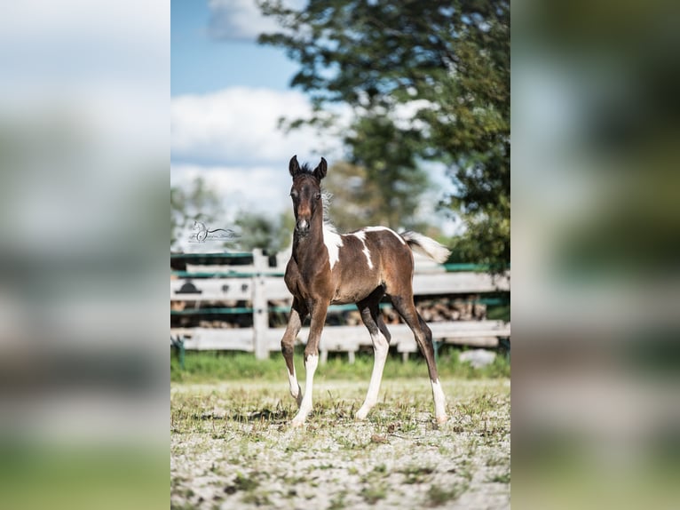 Arabisch Partbred Merrie 1 Jaar 155 cm Gevlekt-paard in Puchberg am Schneeberg