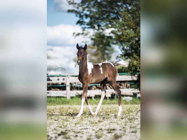 Arabisch Partbred Merrie 1 Jaar 155 cm Gevlekt-paard in Puchberg am Schneeberg