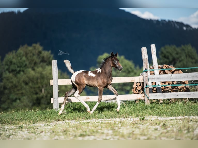 Arabisch Partbred Merrie 1 Jaar 155 cm Gevlekt-paard in Puchberg am Schneeberg