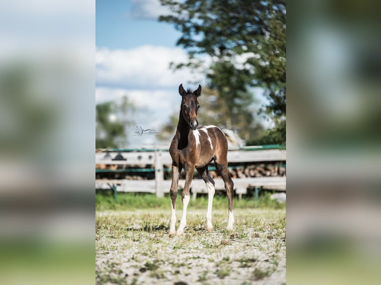 Arabisch Partbred Merrie 1 Jaar 155 cm Gevlekt-paard in Puchberg am Schneeberg