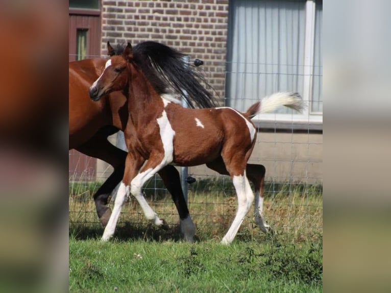 Arabisch Partbred Merrie 1 Jaar 160 cm Gevlekt-paard in Staden