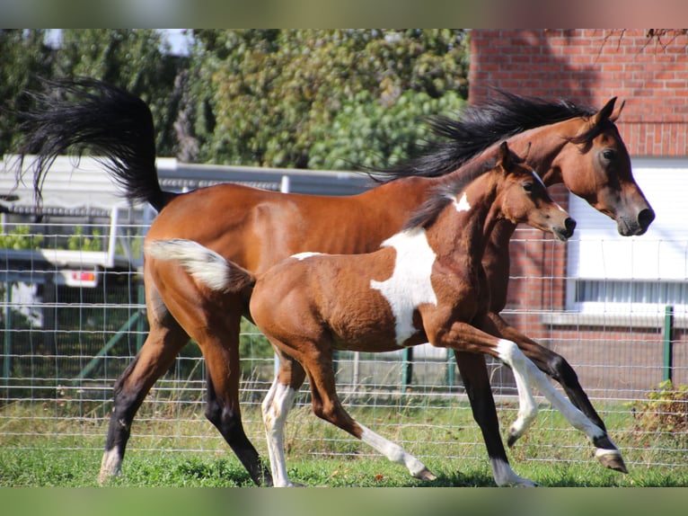 Arabisch Partbred Mix Merrie 1 Jaar Gevlekt-paard in Hooglede