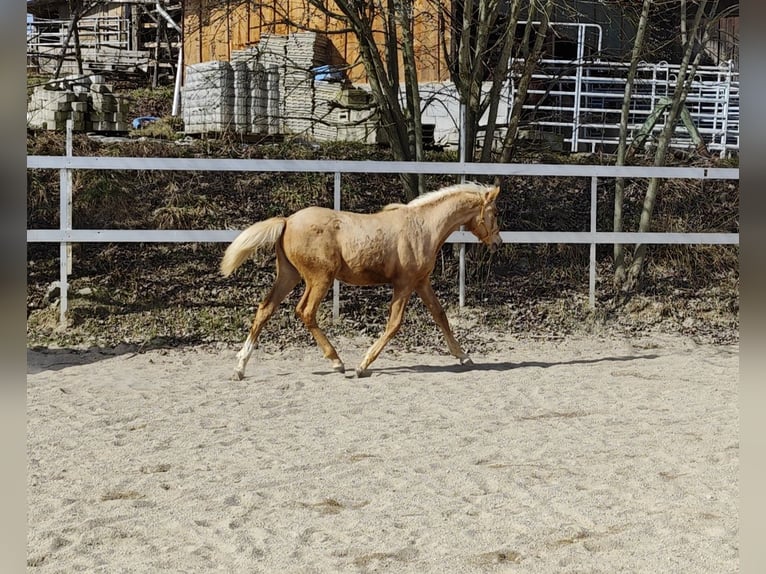 Arabisch Partbred Merrie 1 Jaar Palomino in Johanniskirchen