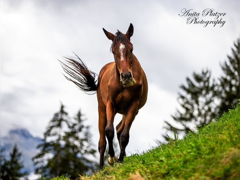 Arabisch Partbred Merrie 1 Jaar in Rauris