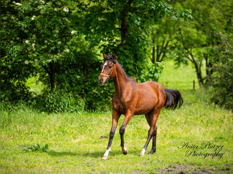 Arabisch Partbred Merrie 1 Jaar in Rauris