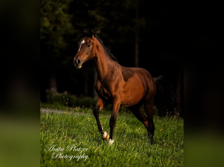 Arabisch Partbred Merrie 1 Jaar in Rauris