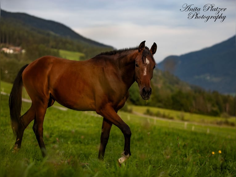 Arabisch Partbred Merrie 1 Jaar in Rauris