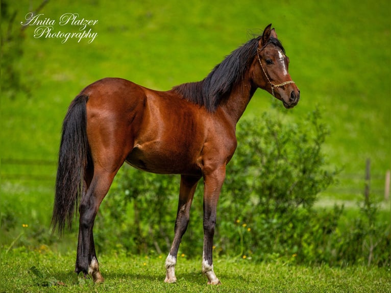 Arabisch Partbred Merrie 1 Jaar in Rauris