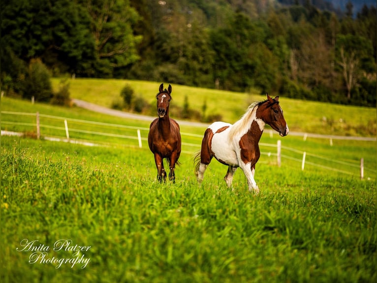 Arabisch Partbred Merrie 1 Jaar in Rauris