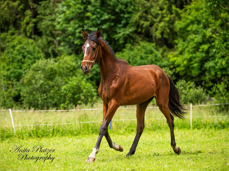 Arabisch Partbred Merrie 1 Jaar in Rauris