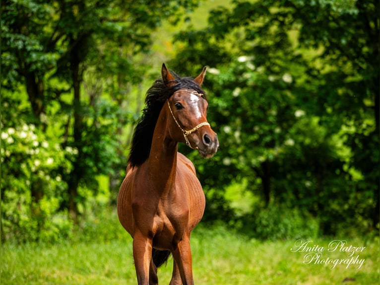 Arabisch Partbred Merrie 1 Jaar in Rauris