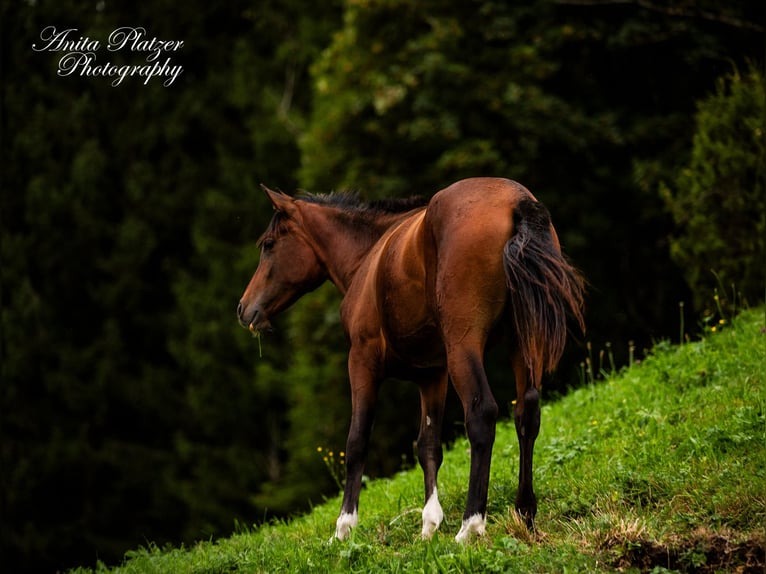 Arabisch Partbred Merrie 1 Jaar in Rauris