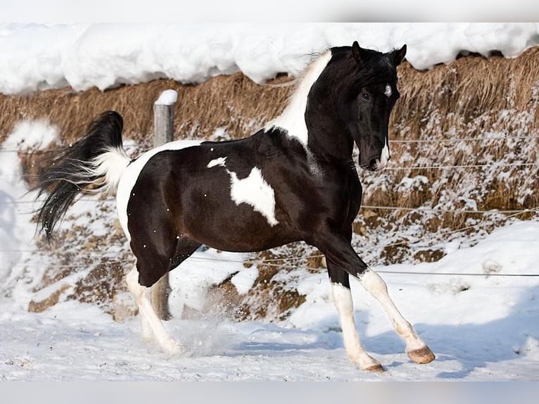 Arabisch Partbred Merrie 1 Jaar in Rauris