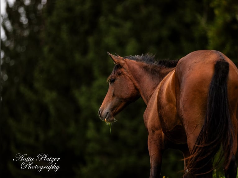 Arabisch Partbred Merrie 1 Jaar in Rauris