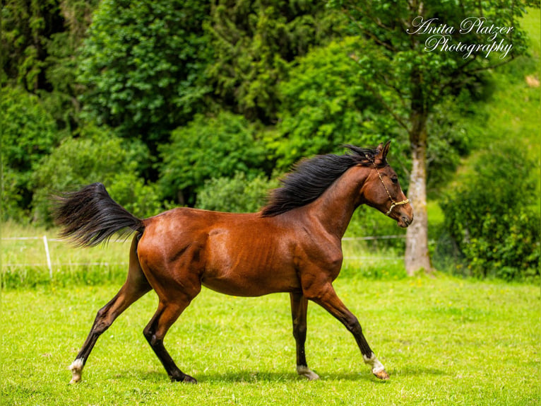 Arabisch Partbred Merrie 1 Jaar in Rauris