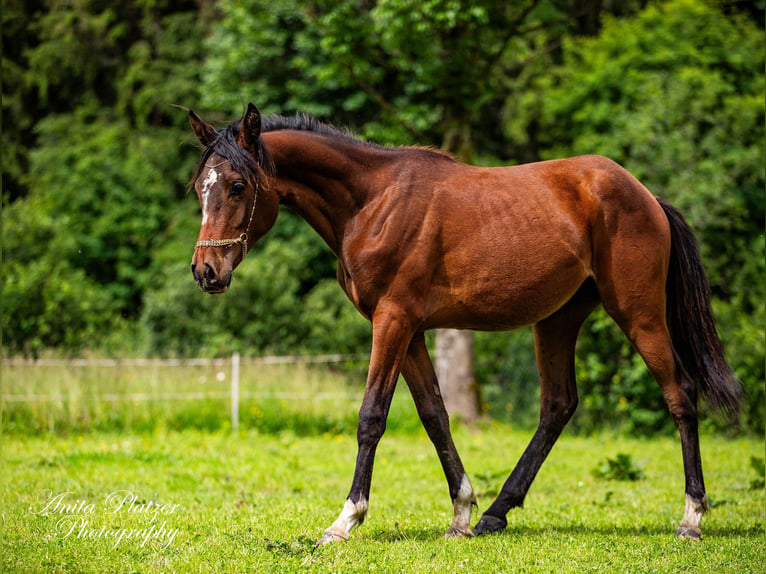 Arabisch Partbred Merrie 1 Jaar in Rauris