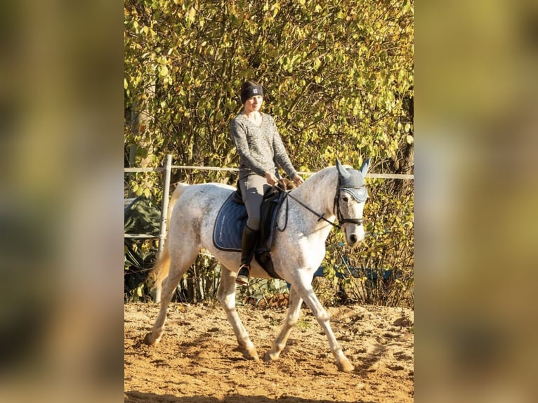 Arabisch Partbred Merrie 25 Jaar 151 cm Vliegenschimmel in NittenauNittenau