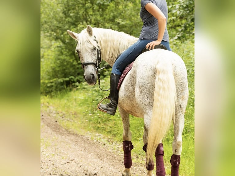 Arabisch Partbred Merrie 25 Jaar 151 cm Vliegenschimmel in NittenauNittenau