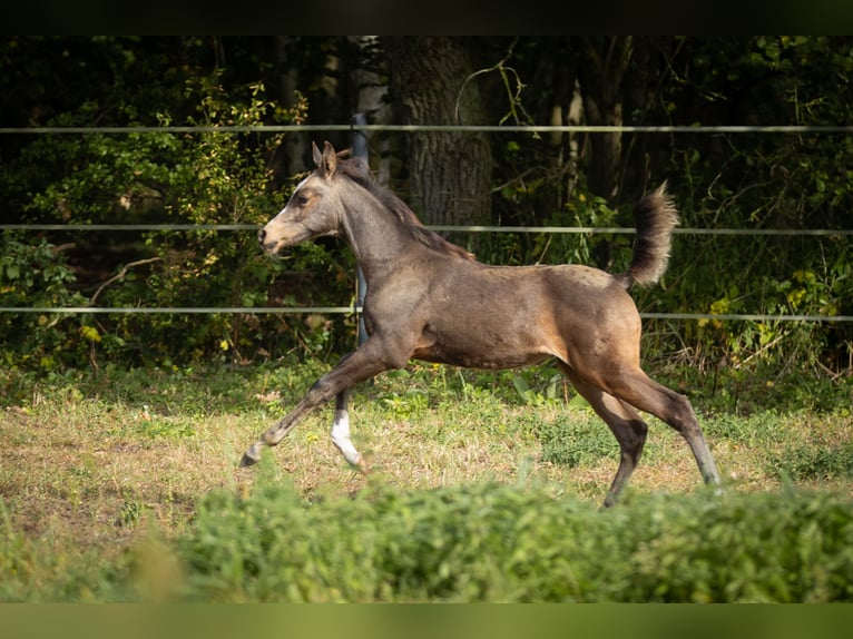 Arabisch Partbred Merrie 2 Jaar 153 cm Buckskin in Lüdersdorf