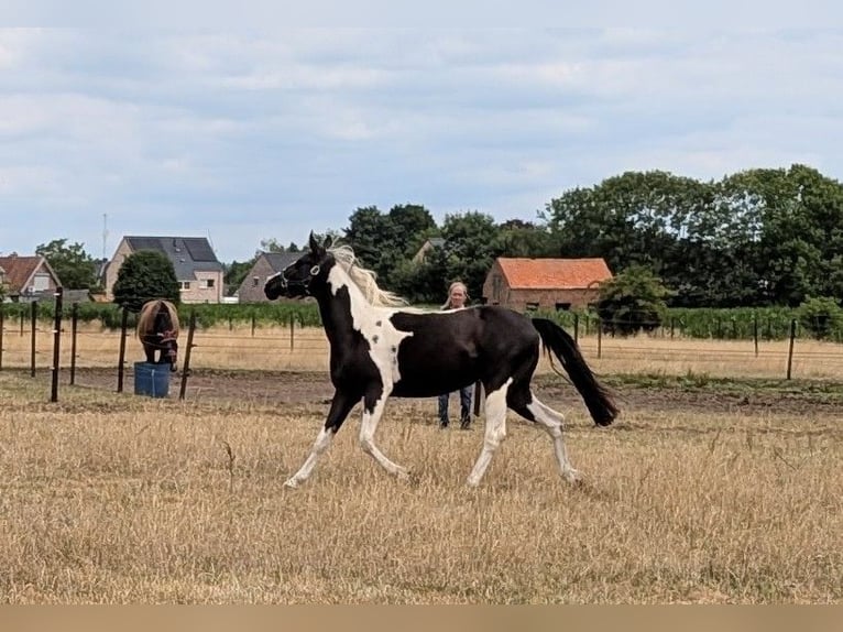 Arabisch Partbred Merrie 2 Jaar 155 cm Gevlekt-paard in MEERHOUT