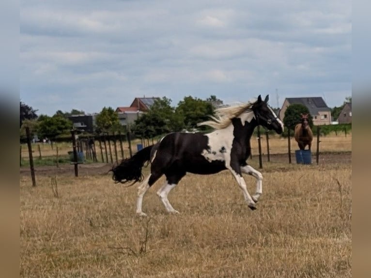 Arabisch Partbred Merrie 2 Jaar 155 cm Gevlekt-paard in MEERHOUT