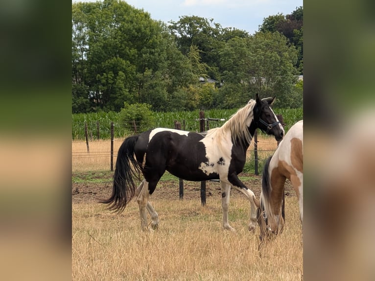 Arabisch Partbred Merrie 2 Jaar 155 cm Gevlekt-paard in MEERHOUT