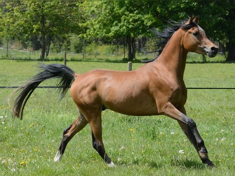 Arabisch Partbred Merrie 2 Jaar 155 cm Gevlekt-paard in Bretten