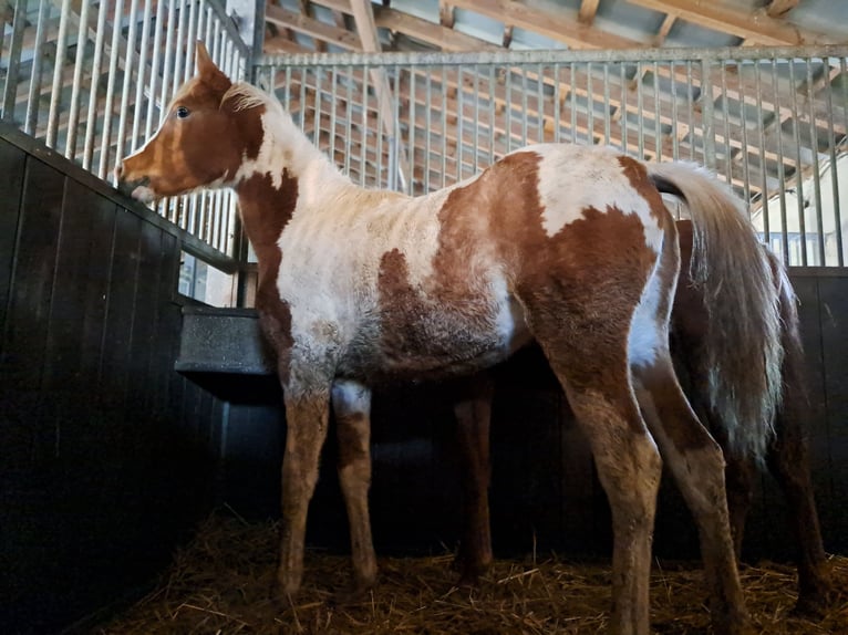 Arabisch Partbred Merrie 2 Jaar 155 cm Gevlekt-paard in Bretten