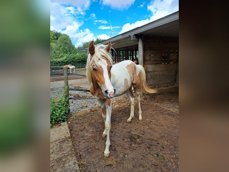 Arabisch Partbred Merrie 2 Jaar 155 cm Gevlekt-paard in Bretten