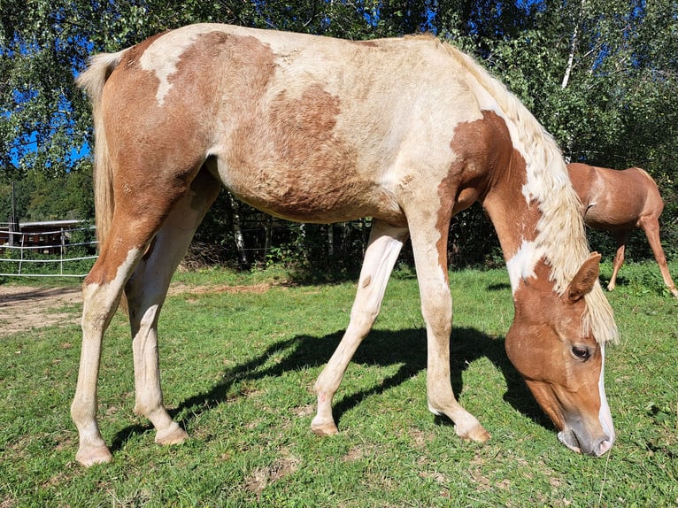 Arabisch Partbred Merrie 2 Jaar 155 cm Gevlekt-paard in Bretten