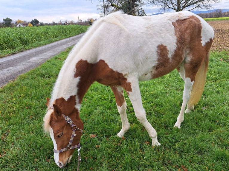 Arabisch Partbred Merrie 2 Jaar 155 cm Gevlekt-paard in Bretten