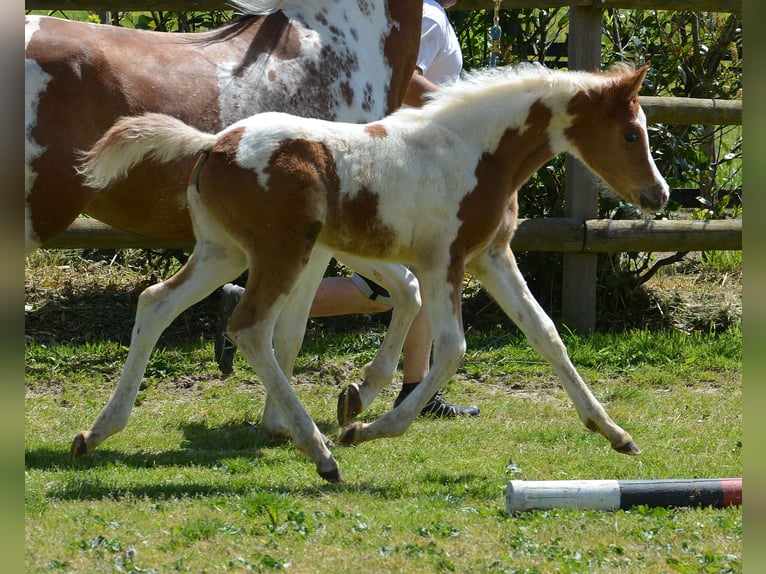 Arabisch Partbred Merrie 2 Jaar 155 cm Gevlekt-paard in Bretten