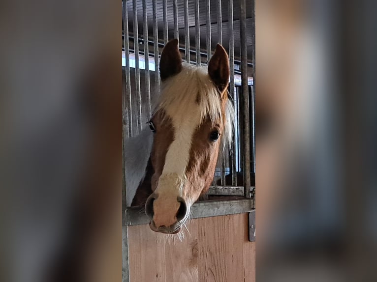 Arabisch Partbred Merrie 2 Jaar 155 cm Gevlekt-paard in Bretten