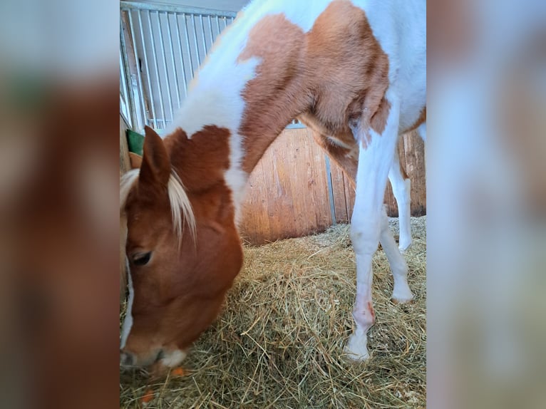 Arabisch Partbred Merrie 2 Jaar 155 cm Gevlekt-paard in Bretten