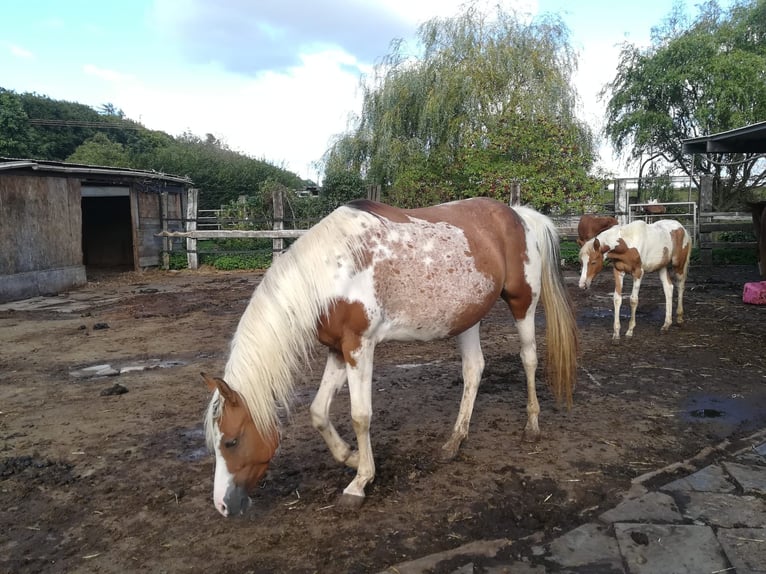 Arabisch Partbred Merrie 2 Jaar 155 cm Gevlekt-paard in Bretten